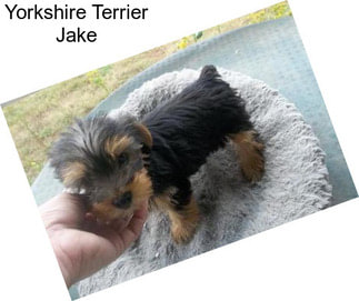 Yorkshire Terrier Jake