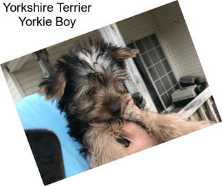 Yorkshire Terrier Yorkie Boy