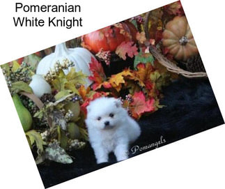 Pomeranian White Knight