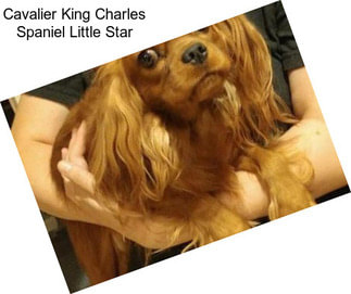 Cavalier King Charles Spaniel Little Star