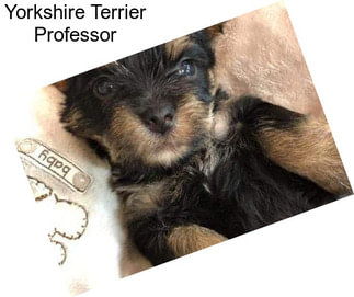 Yorkshire Terrier Professor