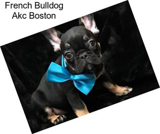 French Bulldog Akc Boston