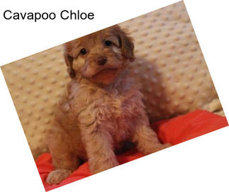 Cavapoo Chloe