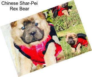 Chinese Shar-Pei Rex Bear