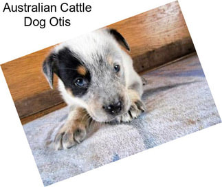 Australian Cattle Dog Otis