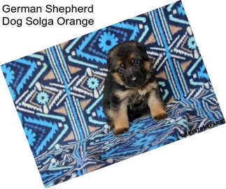 German Shepherd Dog Solga Orange