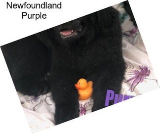 Newfoundland Purple