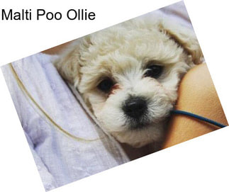 Malti Poo Ollie