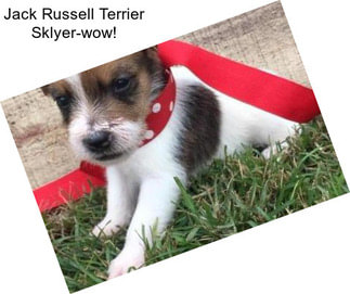 Jack Russell Terrier Sklyer-wow!