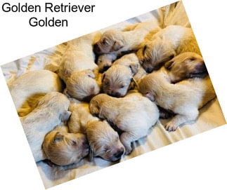 Golden Retriever Golden