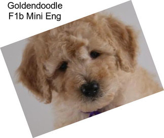 Goldendoodle F1b Mini Eng