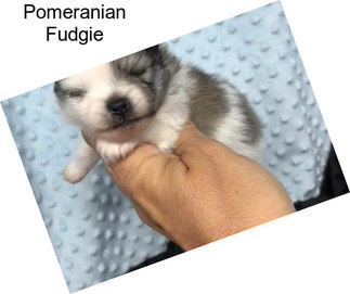 Pomeranian Fudgie