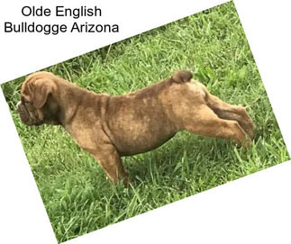 Olde English Bulldogge Arizona