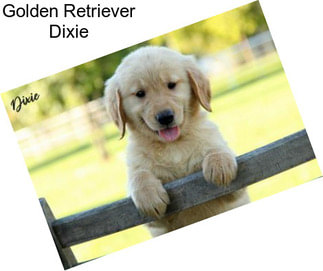 Golden Retriever Dixie