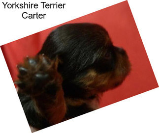 Yorkshire Terrier Carter