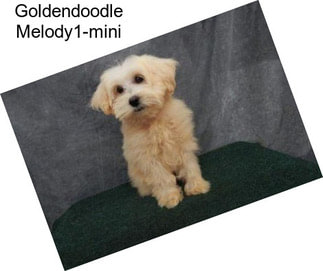 Goldendoodle Melody1-mini