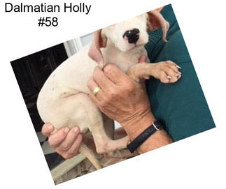 Dalmatian Holly #58