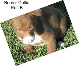 Border Collie Ref: B