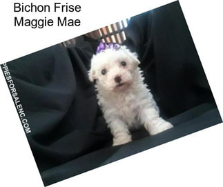Bichon Frise Maggie Mae