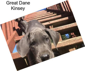 Great Dane Kinsey