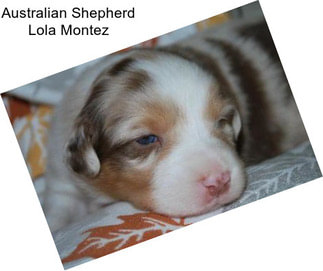 Australian Shepherd Lola Montez