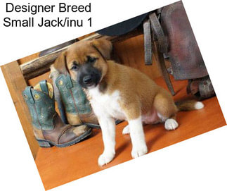 Designer Breed Small Jack/inu 1