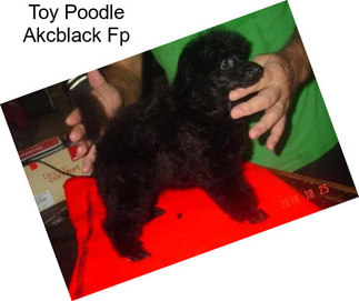 Toy Poodle Akcblack Fp