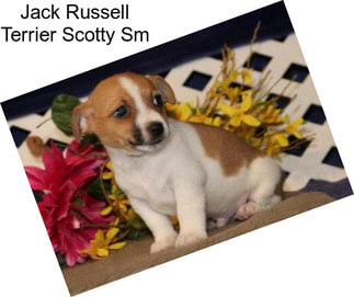 Jack Russell Terrier Scotty Sm