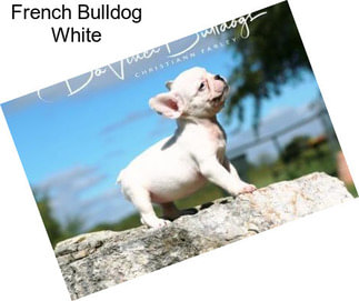 French Bulldog White