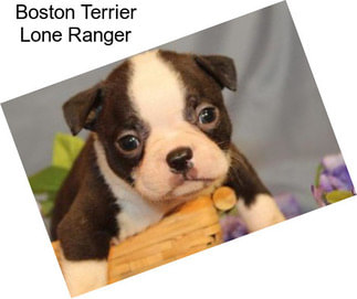 Boston Terrier Lone Ranger