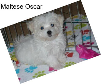 Maltese Oscar