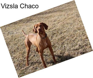 Vizsla Chaco