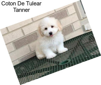 Coton De Tulear Tanner