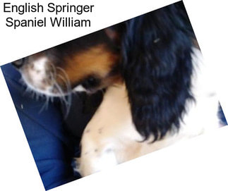 English Springer Spaniel William