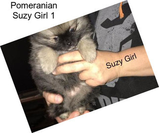 Pomeranian Suzy Girl 1