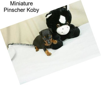 Miniature Pinscher Koby