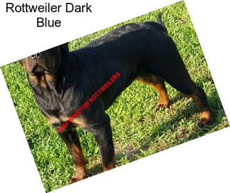 Rottweiler Dark Blue