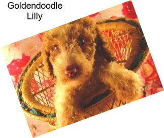 Goldendoodle Lilly