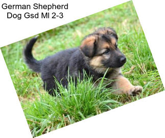 German Shepherd Dog Gsd Ml 2-3