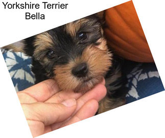 Yorkshire Terrier Bella