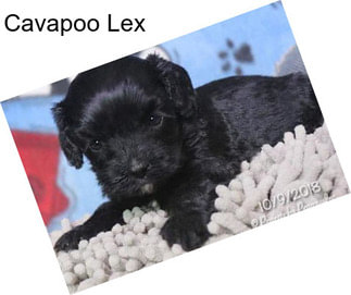 Cavapoo Lex