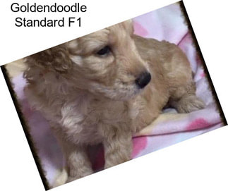 Goldendoodle Standard F1