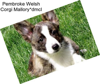 Pembroke Welsh Corgi Mallory*dmcl