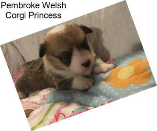 Pembroke Welsh Corgi Princess