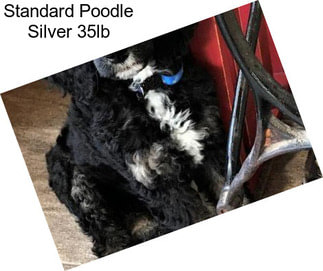 Standard Poodle Silver 35lb
