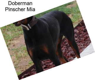 Doberman Pinscher Mia