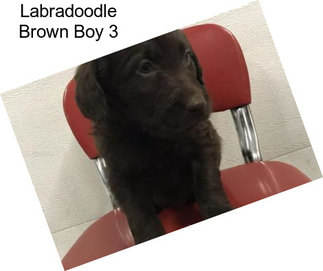 Labradoodle Brown Boy 3