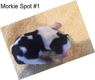Morkie Spot #1