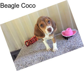 Beagle Coco