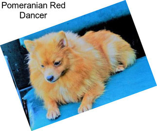 Pomeranian Red Dancer